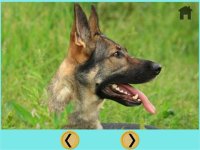 Cкриншот beautiful dogs for all kids - free game, изображение № 1669867 - RAWG