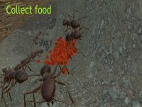 Cкриншот Ant Simulation 3D, изображение № 937447 - RAWG