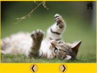 Cкриншот competition for cats - free game, изображение № 1669857 - RAWG