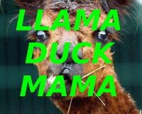 Cкриншот Llama Duck Mama, изображение № 2195930 - RAWG