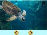 Cкриншот beautiful turtle for all kids - free game, изображение № 1669847 - RAWG