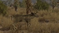 Cкриншот Pro Deer Hunting, изображение № 2280370 - RAWG