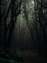 Cкриншот A Dark Forest (nerdyasheck), изображение № 2364497 - RAWG