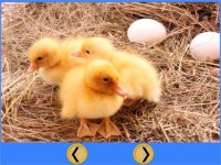 Cкриншот funny farm animals for kids - free game, изображение № 1669773 - RAWG