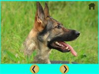 Cкриншот competition for dogs - free game, изображение № 1669909 - RAWG