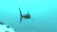 Cкриншот Alpha Shark, изображение № 3146858 - RAWG