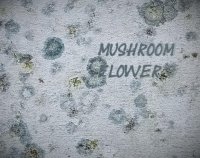 Cкриншот mushroom flower, изображение № 2216545 - RAWG