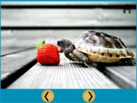 Cкриншот turtles of my kids - free, изображение № 1669731 - RAWG