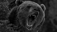 Cкриншот Bear of the Dark, изображение № 2505664 - RAWG