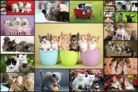 Cкриншот Cats Jigsaw Puzzles Games - For Kids & Adults 😺, изображение № 1467067 - RAWG