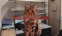 Cкриншот Cat President ~A More Purrfect Union~, изображение № 1673904 - RAWG