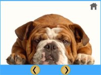 Cкриншот fantastic dogs pictures for kids - free, изображение № 1866772 - RAWG