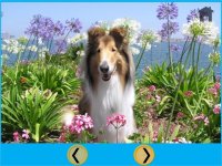 Cкриншот dogs and games for kids - free game, изображение № 1669734 - RAWG