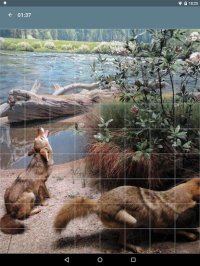 Cкриншот Jigsaw Puzzle: Animals, изображение № 1497945 - RAWG