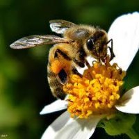 Cкриншот Pollination Quest, изображение № 2329340 - RAWG