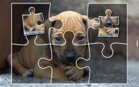 Cкриншот Puppies Jigsaw Puzzles Free Pet Games for Kids, изображение № 1492937 - RAWG