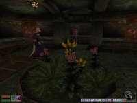 Cкриншот The Elder Scrolls 3: Tribunal, изображение № 292477 - RAWG