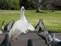 Cкриншот Untitled Goose Game For Free, изображение № 2657173 - RAWG