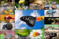 Cкриншот Insect Jigsaw Puzzles Game - For Kids & Adults 🐞, изображение № 1467448 - RAWG
