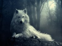 Cкриншот The Tale of the Winter Wolf, изображение № 2384120 - RAWG