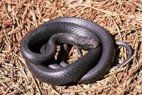 Cкриншот Snake (itch) (Mark Mandriota), изображение № 2404866 - RAWG