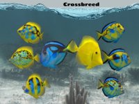 Cкриншот Fish Farm 2, изображение № 2029201 - RAWG