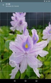 Cкриншот Jigsaw Puzzle: Flowers, изображение № 1497481 - RAWG