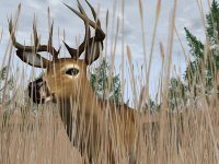 Cкриншот Deer Hunter 2004, изображение № 356751 - RAWG