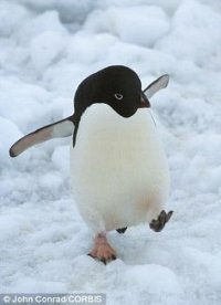 Cкриншот Penguin Simulator 2020, изображение № 2274510 - RAWG