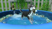 Cкриншот Little Friends: Puppy Island, изображение № 3543798 - RAWG