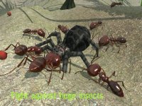 Cкриншот Ant Simulation 3D, изображение № 937438 - RAWG