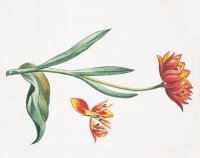 Cкриншот Chimneys & Tulips, изображение № 1824646 - RAWG