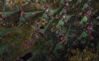 Cкриншот Warhammer: Печать Хаоса. Марш разрушения, изображение № 483463 - RAWG