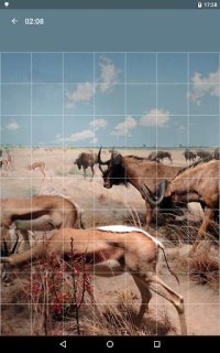 Cкриншот Jigsaw Puzzle: Animals, изображение № 1497952 - RAWG