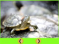 Cкриншот funny turtle for kids - free game, изображение № 1669813 - RAWG