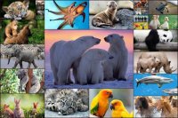 Cкриншот Animals Jigsaw Puzzles Game - For Kids & Adults 🐇, изображение № 1467618 - RAWG