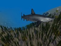 Cкриншот Shark Simulator 3D 2016 - Ocean animals, изображение № 935937 - RAWG