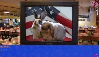 Cкриншот Cat President ~A More Purrfect Union~, изображение № 152363 - RAWG