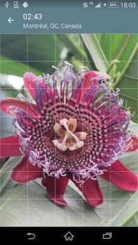 Cкриншот Jigsaw Puzzle: Flowers, изображение № 1497465 - RAWG
