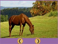 Cкриншот my children and horses - free game, изображение № 1669862 - RAWG