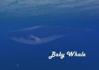 Cкриншот Baby Whale, изображение № 2691320 - RAWG