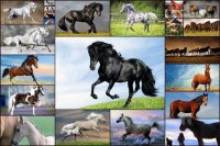 Cкриншот Horse Jigsaw Puzzles Game - For Kids & Adults 🐴, изображение № 1466818 - RAWG