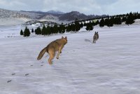 Cкриншот WolfQuest: Classic, изображение № 3589946 - RAWG