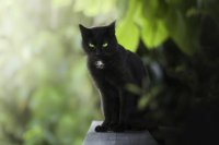 Cкриншот Байки черных котов: Начало, изображение № 2630880 - RAWG