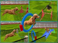 Cкриншот Dog Show Simulator 3D: Train puppies & perform amazing stunts, изображение № 917982 - RAWG