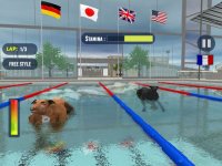 Cкриншот Dog Swimming Race, изображение № 1780106 - RAWG