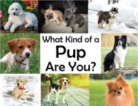 Cкриншот What kind of a Pup Are You?, изображение № 1982659 - RAWG