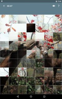 Cкриншот Jigsaw Puzzle: Animals, изображение № 1497950 - RAWG