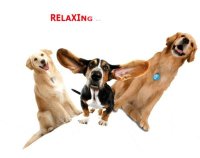 Cкриншот Relaxing Game For Dogs, изображение № 2427174 - RAWG