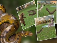 Cкриншот Real Anaconda Snake Simulator 3D: Hunt for wolf, bear, tiger & survive in the jungle, изображение № 919915 - RAWG